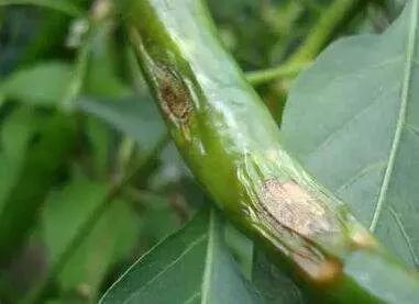 用了這么多年殺菌劑，還是三氯異氰尿酸最管用——物美價廉，病菌全殺